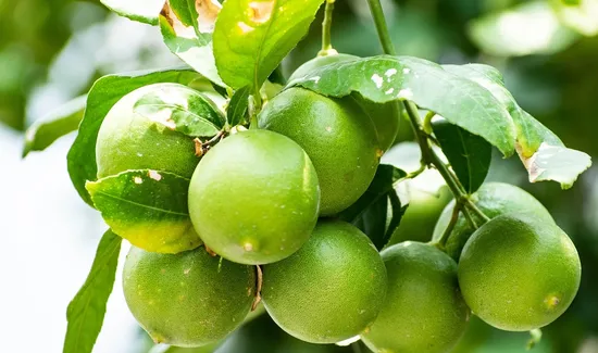 The Concept of Detoxification