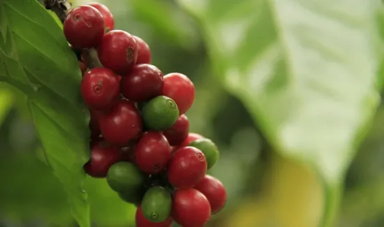 Tips and Tricks for the Perfect Cup of Green Coffee