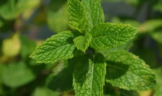 Healthiest-and-Most-Delicious-Drinks