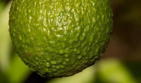 Chocolate Avocado Shake