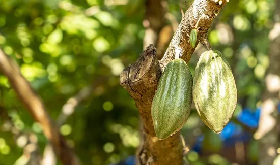 The Making of Chocolate Covered Coffee Beans
