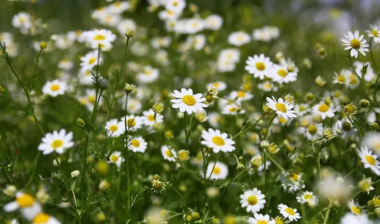 Chamomile Tea