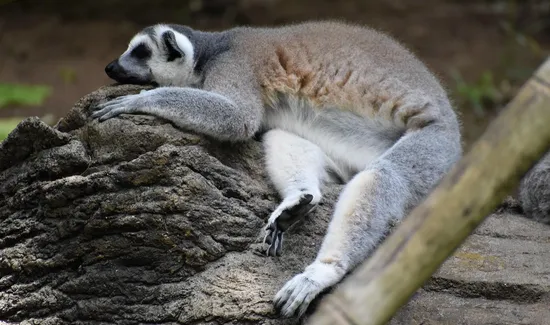 The Paradox of Coffee: Can It Really Make You Tired?