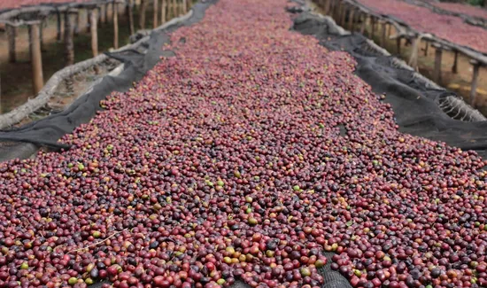 enzyme-coffee