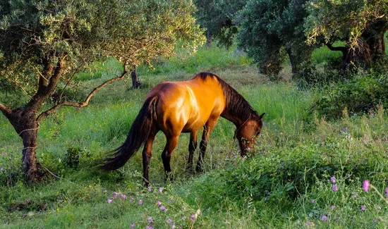 Caffè Calabria