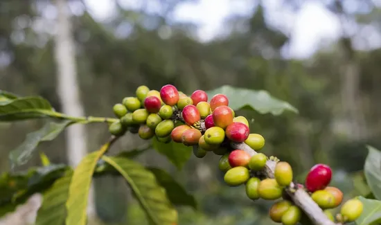 Cherry Coffee Roasters