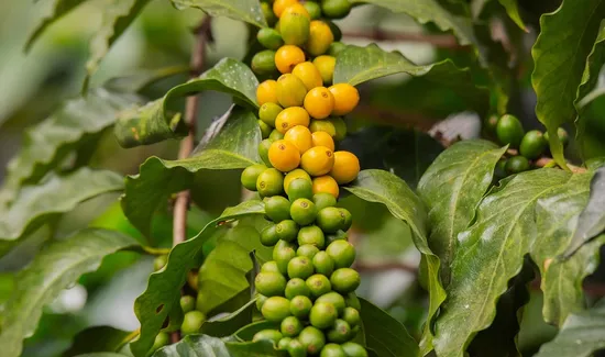 Factors to Consider When Drinking Coffee