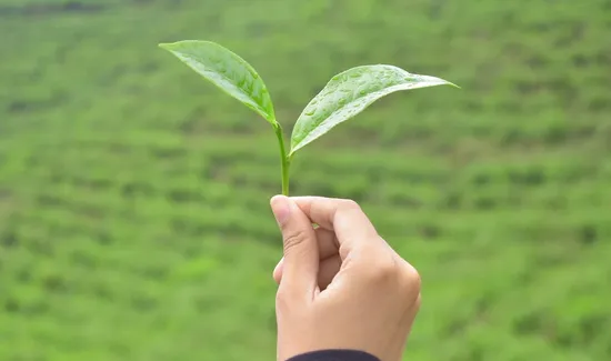 Green Tea