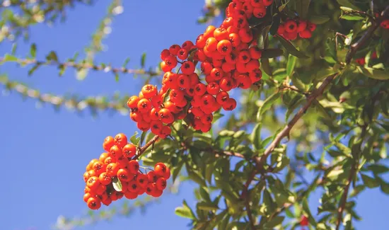 Taste of the Triple Berry Cobbler