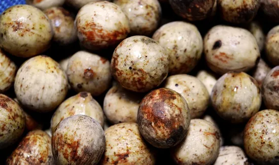 Nutritional Considerations of tropical elixir