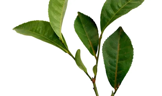 benefits-of-drinking-tea
