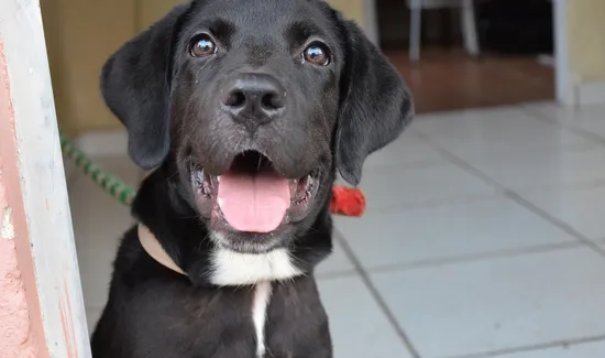 What to Do If Your Dog Ingests Coffee Grounds