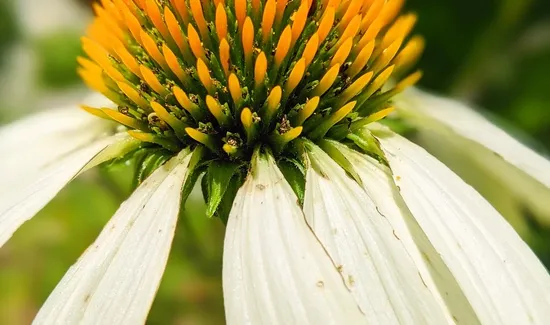 Echinacea Tea