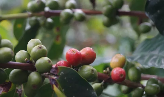 Abanico Coffee Roasters