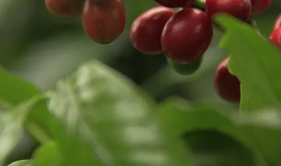 Different Methods of Grinding Green Coffee Beans