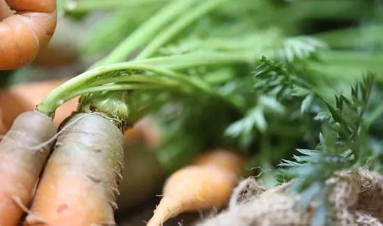Downsides of Juicing for Weight Loss