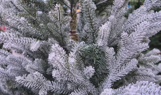 Overview of White Christmas Frappuccino