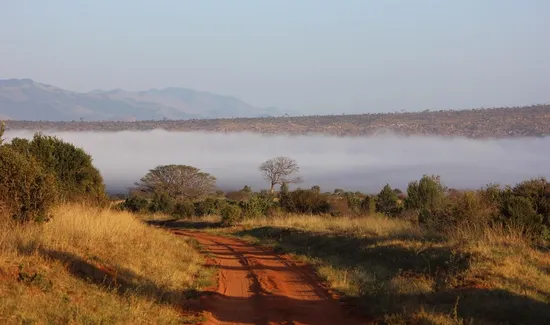Kenya AA coffee beans