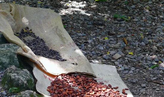 The Origin of Chocolate Covered Coffee Beans