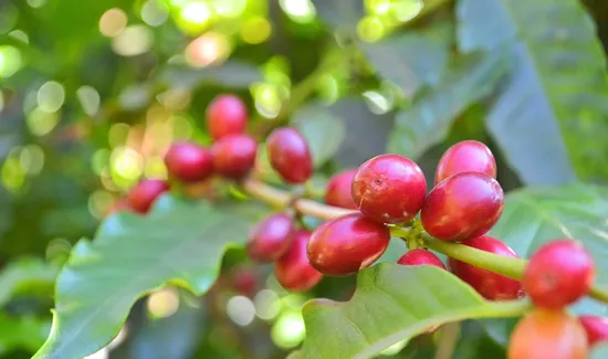 Side effects of enzyme coffee