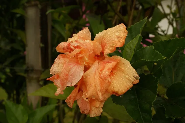 cordlessblower