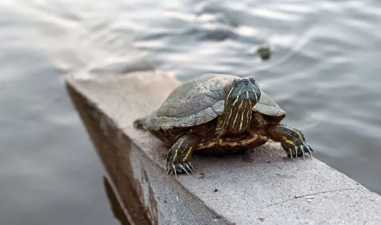 starbucks-secret-menu-Turtle-Macchiato