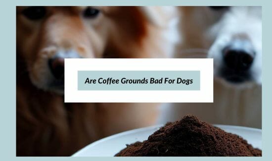 Are Coffee Grounds Bad For Dogs