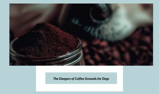The Dangers of Coffee Grounds for Dogs