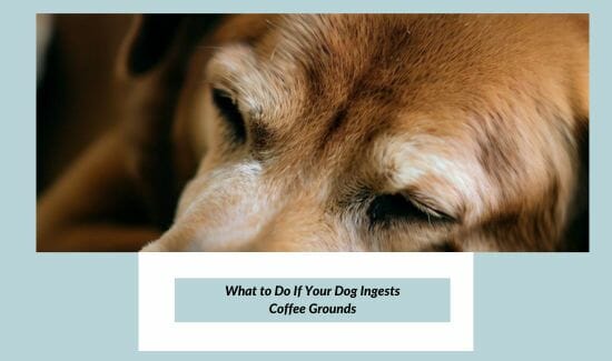 What to Do If Your Dog Ingests Coffee Grounds