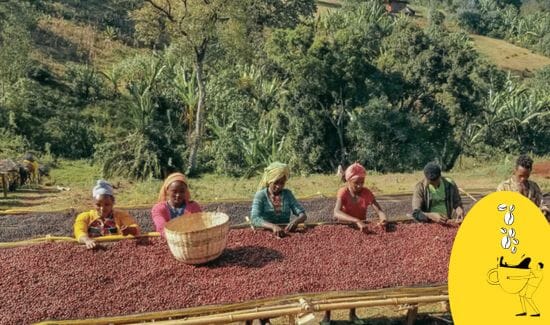 Ethiopia Yirgacheffe coffee beans