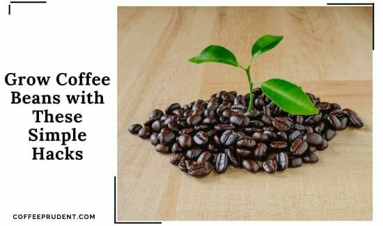 Grow-coffee-beans
