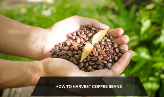 How to Harvest Coffee Beans