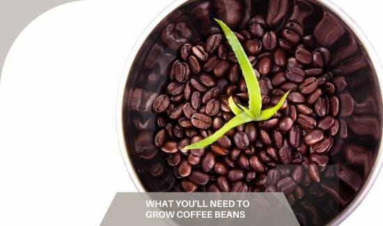 What You'll Need to Grow Coffee Beans